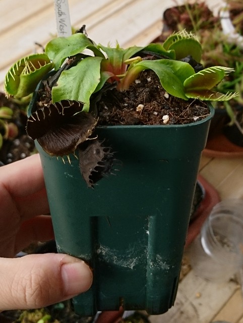 購買 食虫植物 ビバリウムプランツ ハエトリソウ ３ｃｍポット １ポット Riosmauricio Com