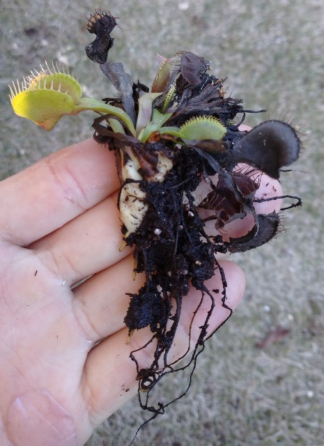 ハエトリソウの植え方~最新アップデートver.~ - MAD GRDEN'S LAB