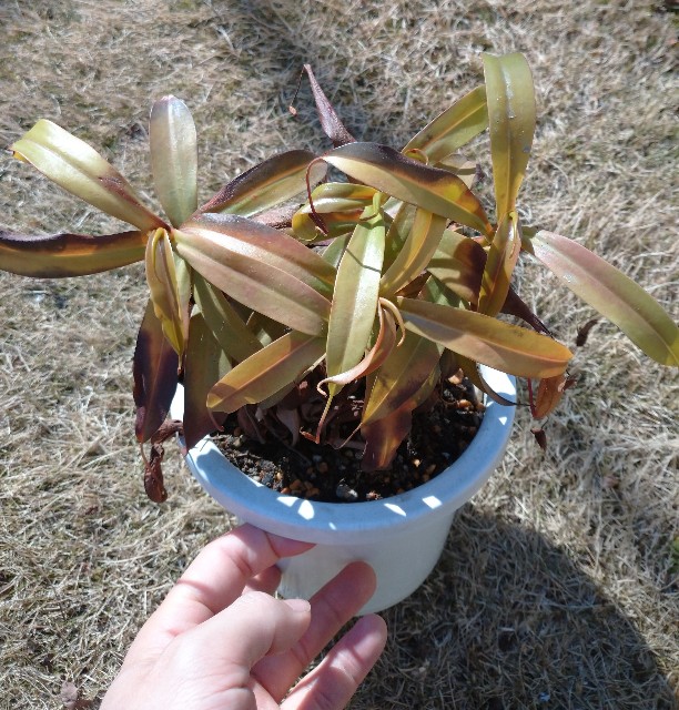 ネペンテスレッドアラタの挿し木 決行 ゆっくり食虫植物 タクチャガーデン Takucha S Garden