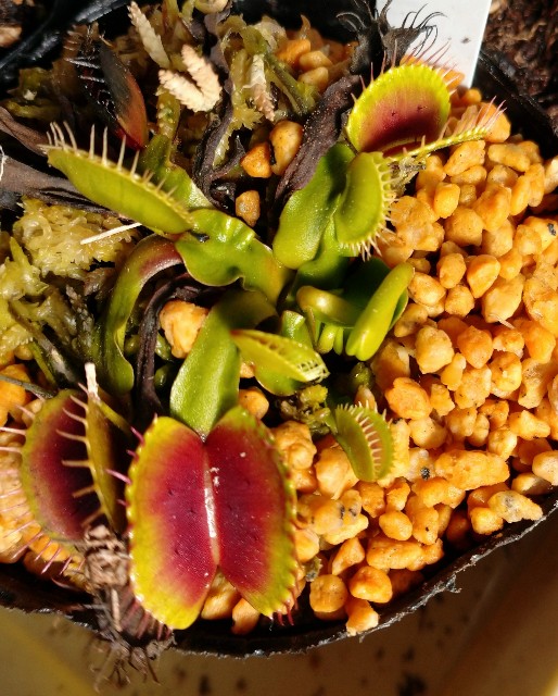 f:id:Takuchaman:20200201234905j:image f:id:Takuchaman:20200201234905j:image