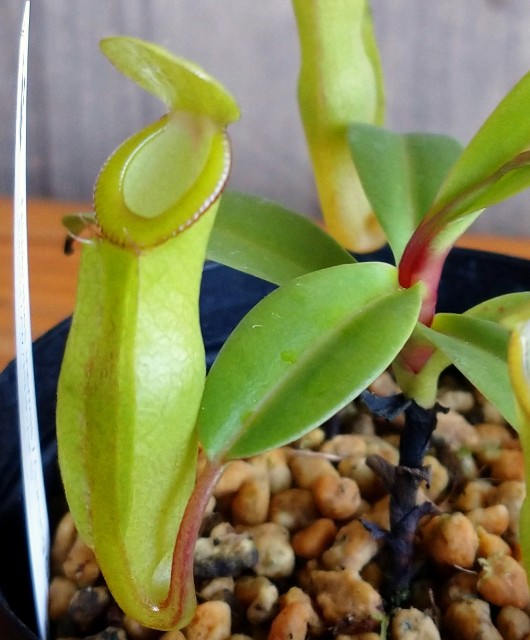 N.inermis 食虫植物　水苔付き S__76464171_0-3.jpg