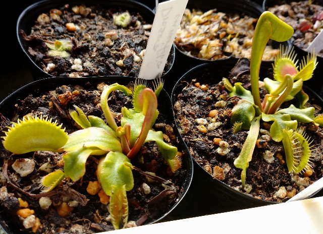 既に夏葉のハエトリソウ☀ - MAD GRDEN'S LAB ～Takuchamanのゆっくり