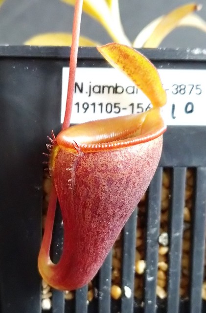 N.jambanの袋、やはりポイントは日光？☀ - MAD GRDEN'S LAB