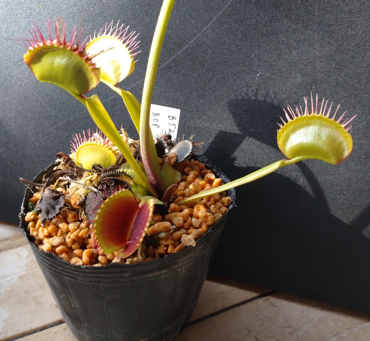 Dionaea 'B-52' - MAD GRDEN'S LAB ～Takuchamanのゆっくり食虫植物～