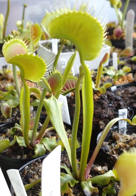 Catopsis morreniana giant form 食虫植物 Catopsis morreniana giant form 食虫植物