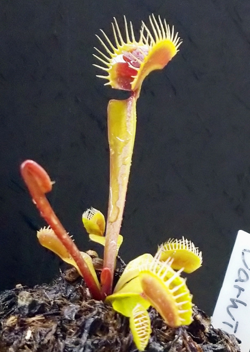 Dionaea 'Darwin' - MAD GRDEN'S LAB ～Takuchamanのゆっくり食虫植物～
