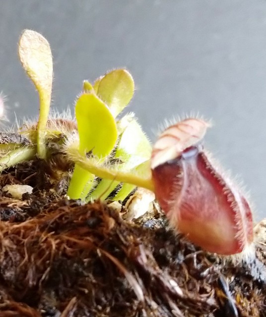 食虫植物 セファロタス エデンブラック セドリック 親株（食虫