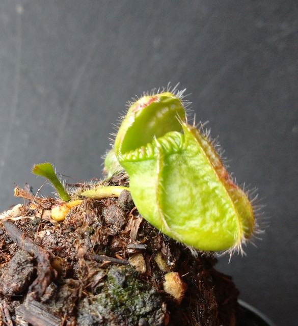Cephalotus 'Hummer's Giant' - MAD GRDEN'S LAB ～Takuchamanの