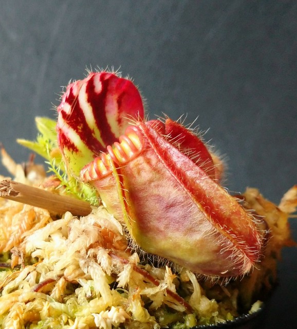 Cephalotus 'German Giant' - MAD GRDEN'S LAB ～Takuchamanのゆっくり