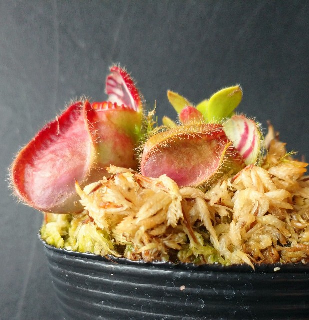 Cephalotus 'German Giant' - MAD GRDEN'S LAB ～Takuchamanのゆっくり