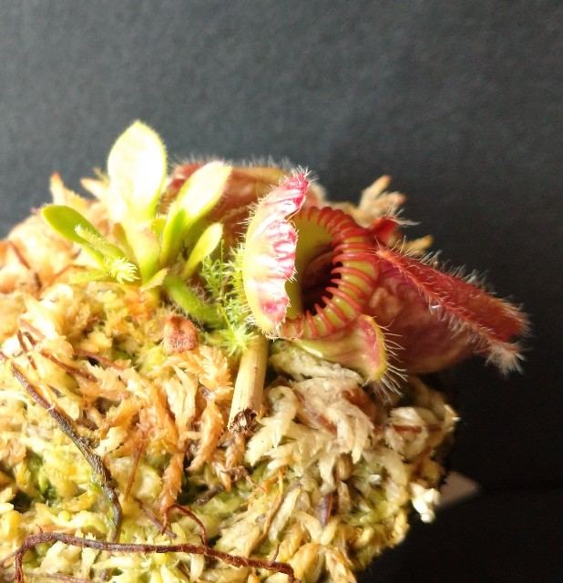 Cephalotus 'German Giant' - MAD GRDEN'S LAB ～Takuchamanのゆっくり