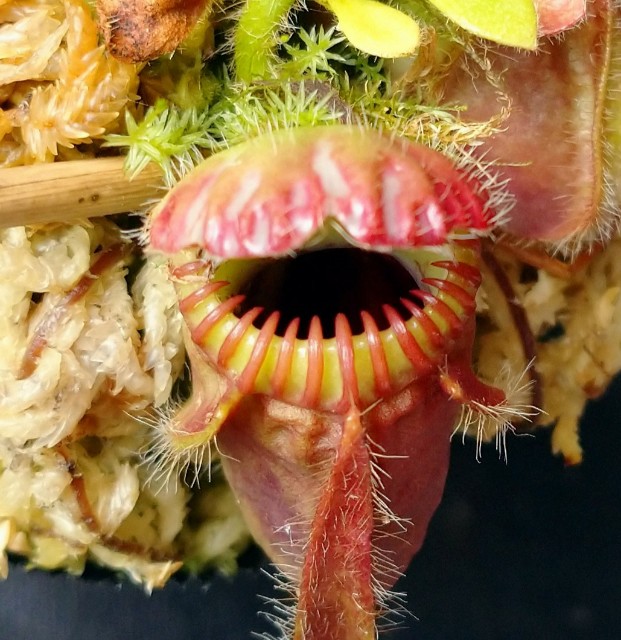 Cephalotus 'German Giant' - MAD GRDEN'S LAB ～Takuchamanのゆっくり