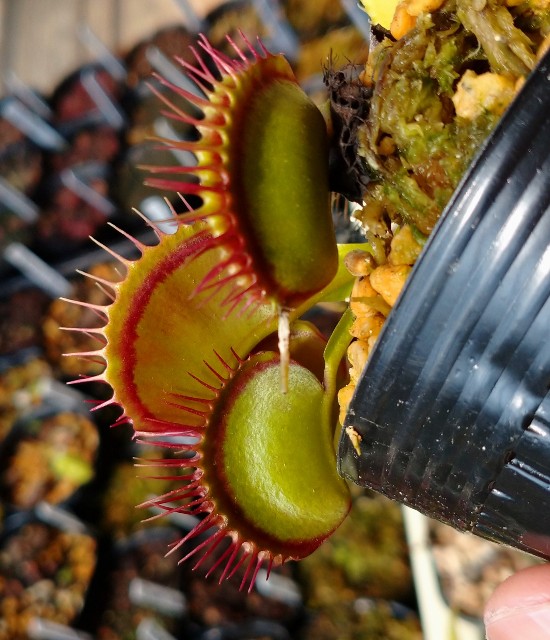 ハエトリソウの赤ラインを出したい！ - MAD GRDEN'S LAB ～Takuchaman