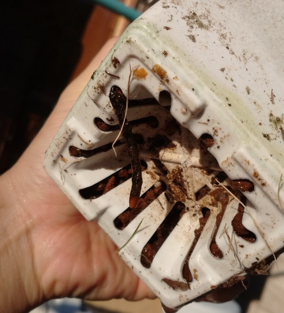 意外と簡単 ドロセラの根伏せの方法 自己流 ゆっくり食虫植物 タクチャガーデン Takucha S Garden