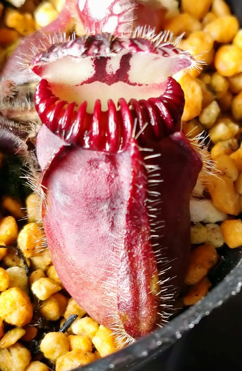 Cephalotus 'Hummer's Giant' - MAD GRDEN'S LAB ～Takuchamanの