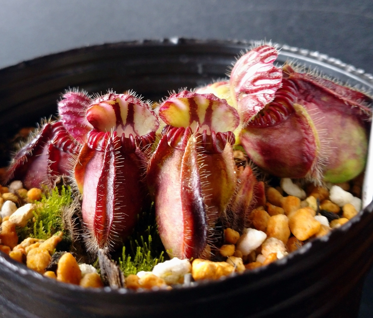 Cephalotus 'German Giant' - MAD GRDEN'S LAB ～Takuchamanのゆっくり