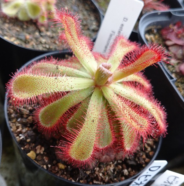 ドロセラ交配種の謎 ゆっくり食虫植物 タクチャガーデン Takucha S Garden