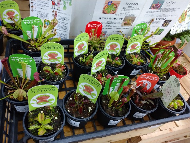 今年もホームセンターで食虫植物 21年 ゆっくり食虫植物 タクチャガーデン Takucha S Garden
