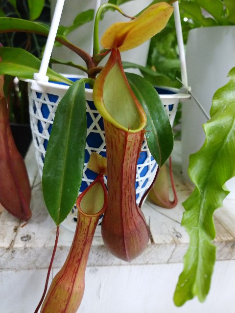今年もホームセンターで食虫植物 21年 ゆっくり食虫植物 タクチャガーデン Takucha S Garden