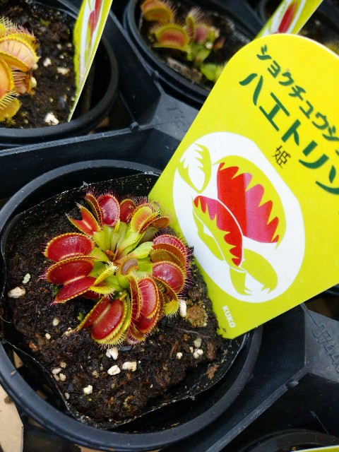 今年もホームセンターで食虫植物！（2021年） - MAD GRDEN'S LAB