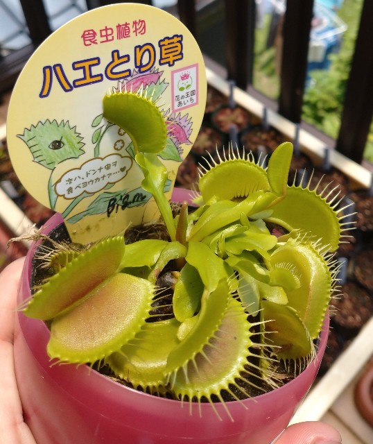 今年もホームセンターで食虫植物！（2021年） - MAD GRDEN'S LAB