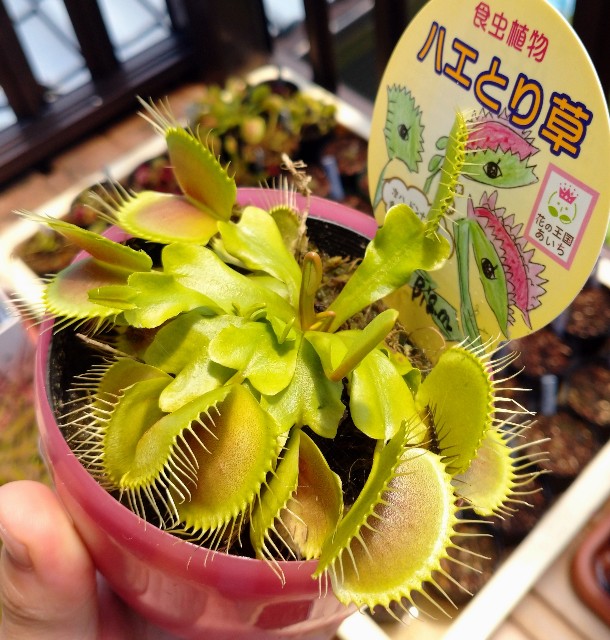 今年もホームセンターで食虫植物 21年 ゆっくり食虫植物 タクチャガーデン Takucha S Garden