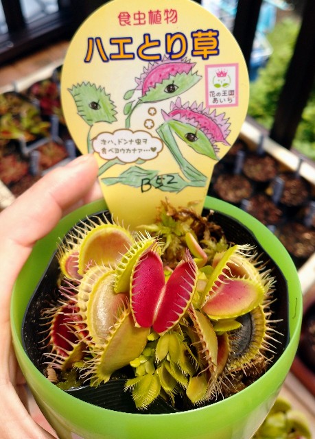 今年もホームセンターで食虫植物！（2021年） - MAD GRDEN'S LAB
