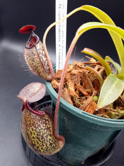 世界らん展2022で買ったもの✨ - MAD GRDEN'S LAB ～Takuchamanの