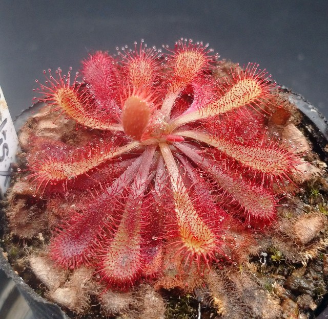 セラトザミア ロブスタ 大株 食虫植物 観葉植物 山野草 Cephalotus