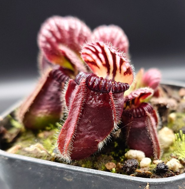 Cephalotus f 'Eden Black' - MAD GRDEN'S LAB ～Takuchamanのゆっくり