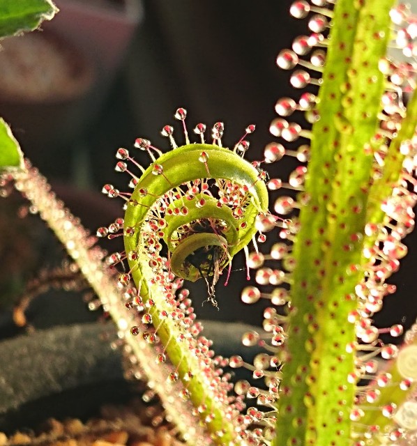 Drosera regia - MAD GRDEN'S LAB ～Takuchamanのゆっくり食虫植物～