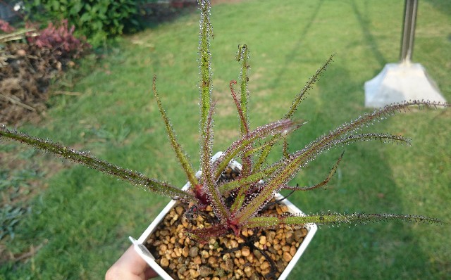 Drosera regia - MAD GRDEN'S LAB ～Takuchamanのゆっくり食虫植物～