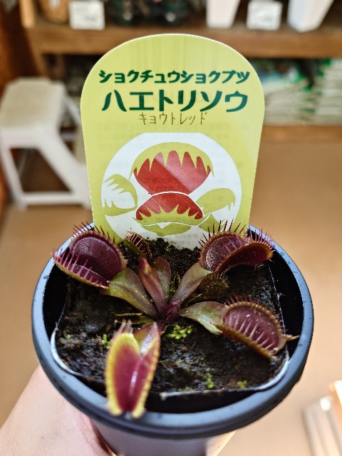 f:id:Takuchaman:20250509184240j:image