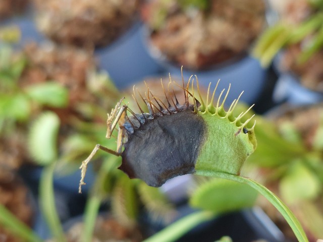 2025年上半期の反省・・・ - MAD GRDEN'S LAB ～Takuchamanのゆっくり