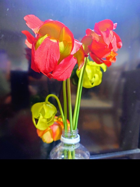 f:id:Takuchaman:20250812233236j:image