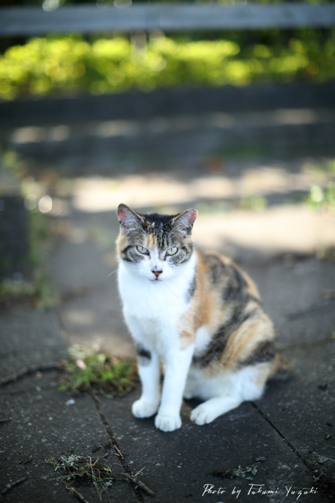 レンズな話 その3 ～EF50mm F1.2L USM～ - 旅メモ！