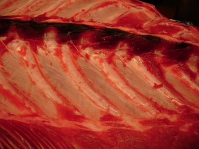 f:id:TamTam:20090326185445j:image