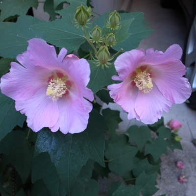 f:id:TamTam:20101007070110j:image