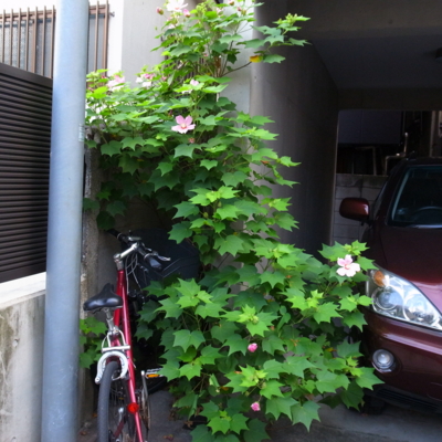 f:id:TamTam:20120803070358j:image