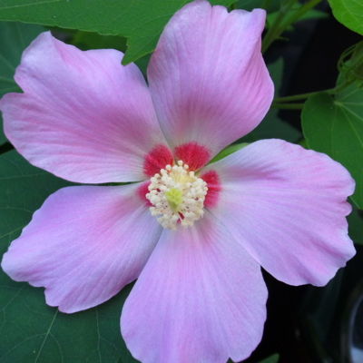 f:id:TamTam:20120803070412j:image