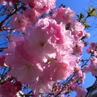 f:id:TamTam:20130326071831j:image