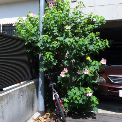 f:id:TamTam:20130818111437j:image