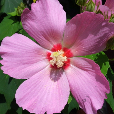 f:id:TamTam:20130818111452j:image