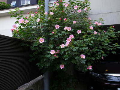 f:id:TamTam:20140922070244j:image