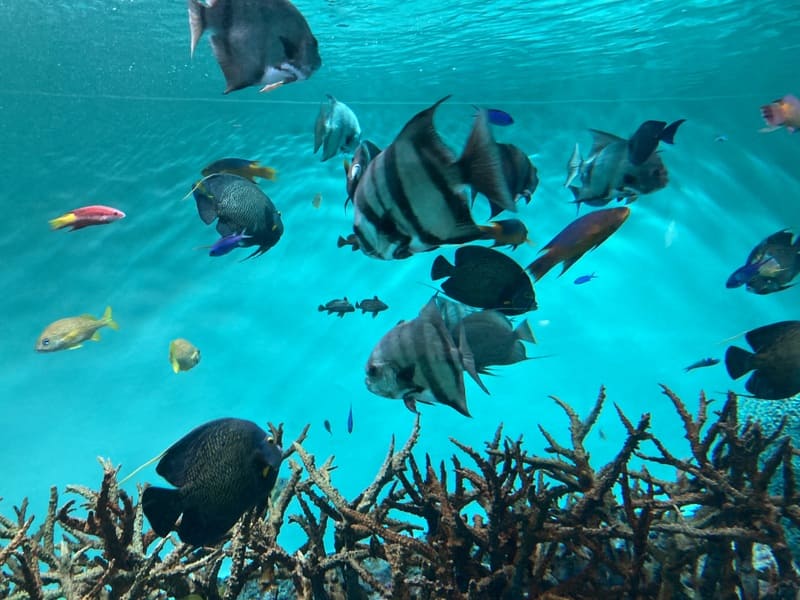 水族園の写真