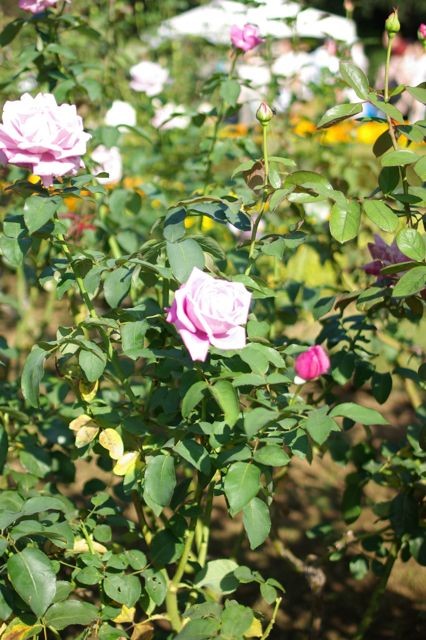 f:id:TamotsU:20081013132700j:image