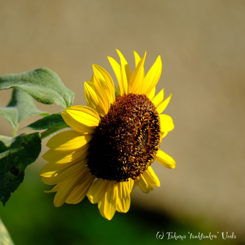 f:id:Tanktankro:20180826163958j:plain f:id:Tanktankro:20180826163958j:plain