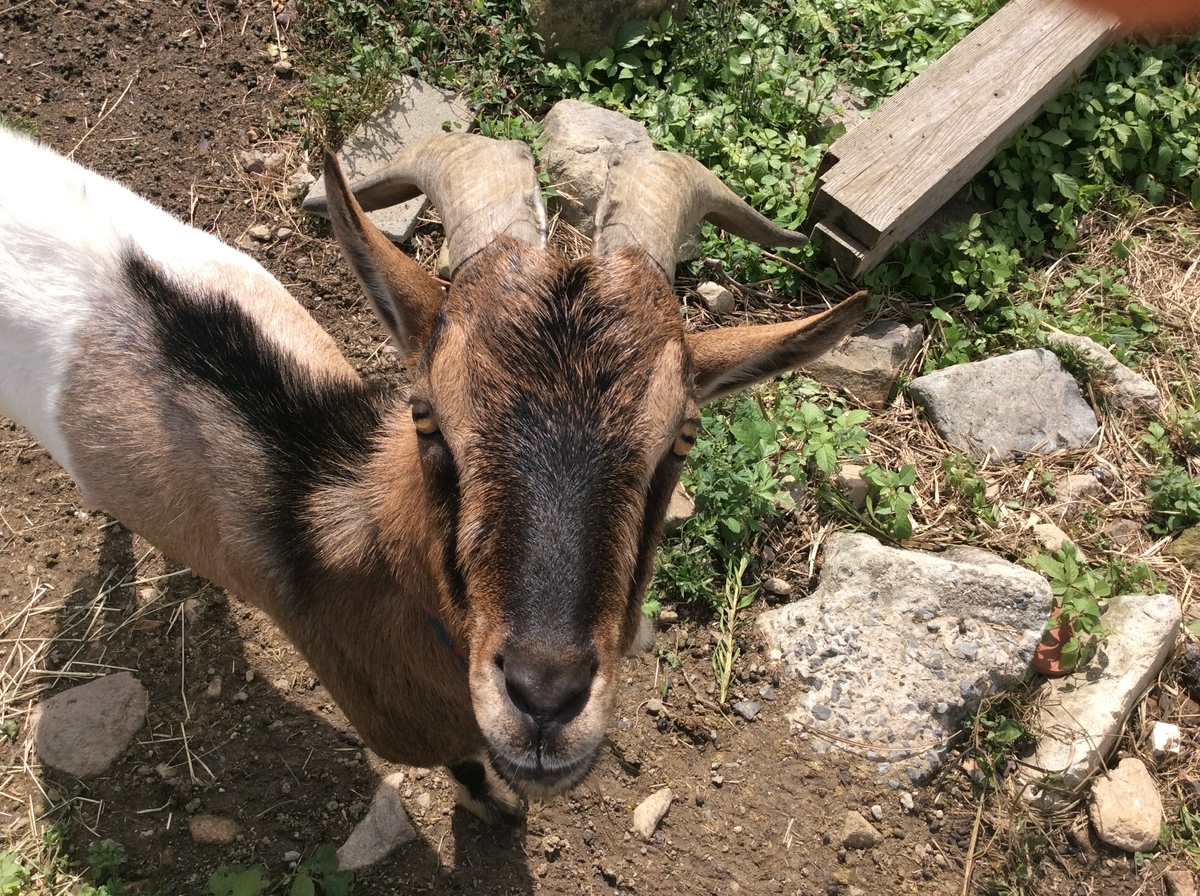 山羊のヤク Tanpoposou S Blog 山羊のヤク Tanpoposou S Blog