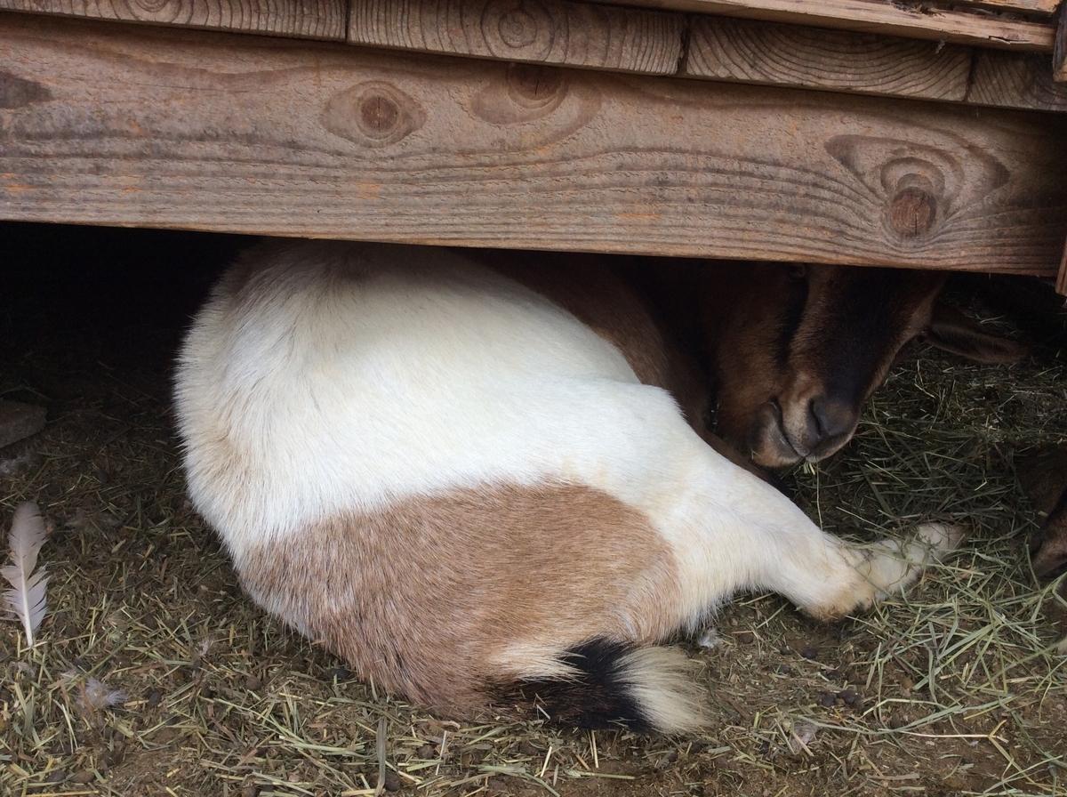 ヤギ小屋掃除 Tanpoposou S Blog