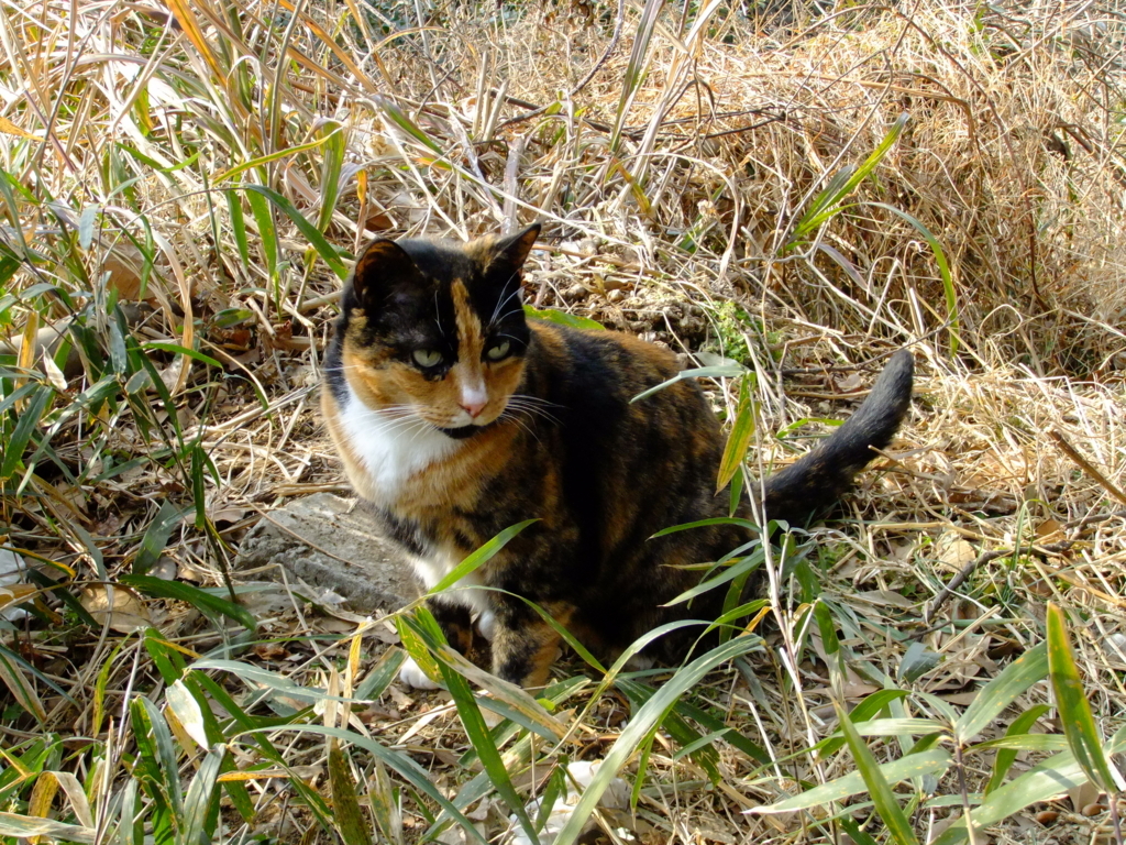 f:id:Tanu_LPT:20170718130503j:plain f:id:Tanu_LPT:20170718130503j:plain